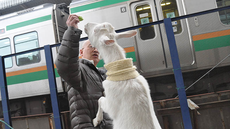 JR戸塚駅の線路沿いにヤギが出現!? 会いに行けるアイドル「メイ」ちゃん