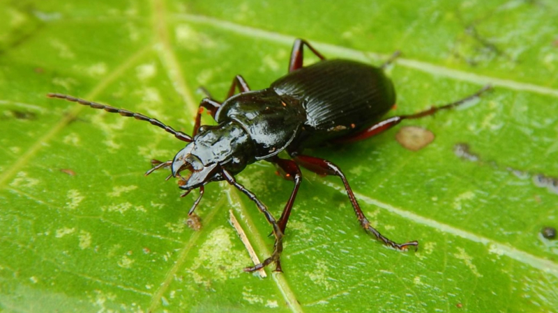 世界でも鶴見川にだけ生息する「ヨコハマナガゴミムシ」とは?横浜固有種が絶滅の危機!